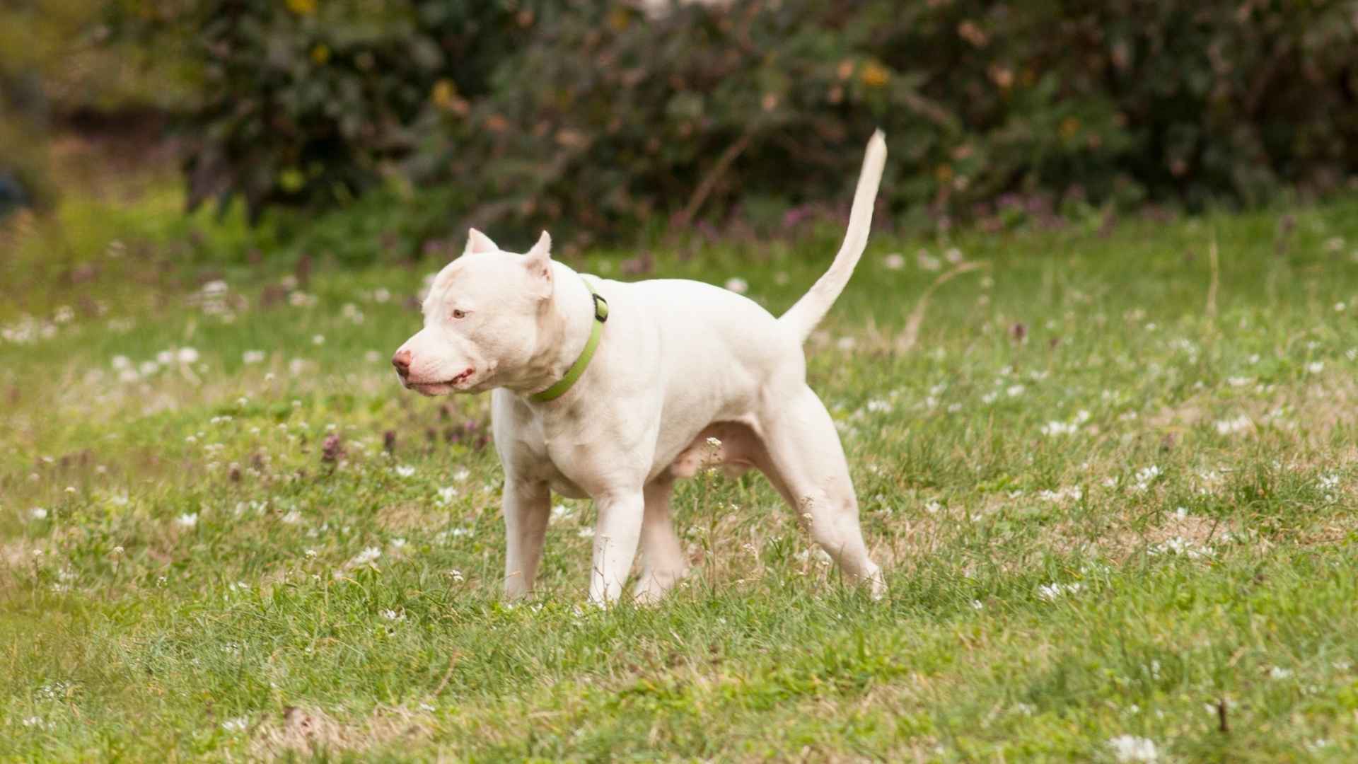 Dogo Argentino