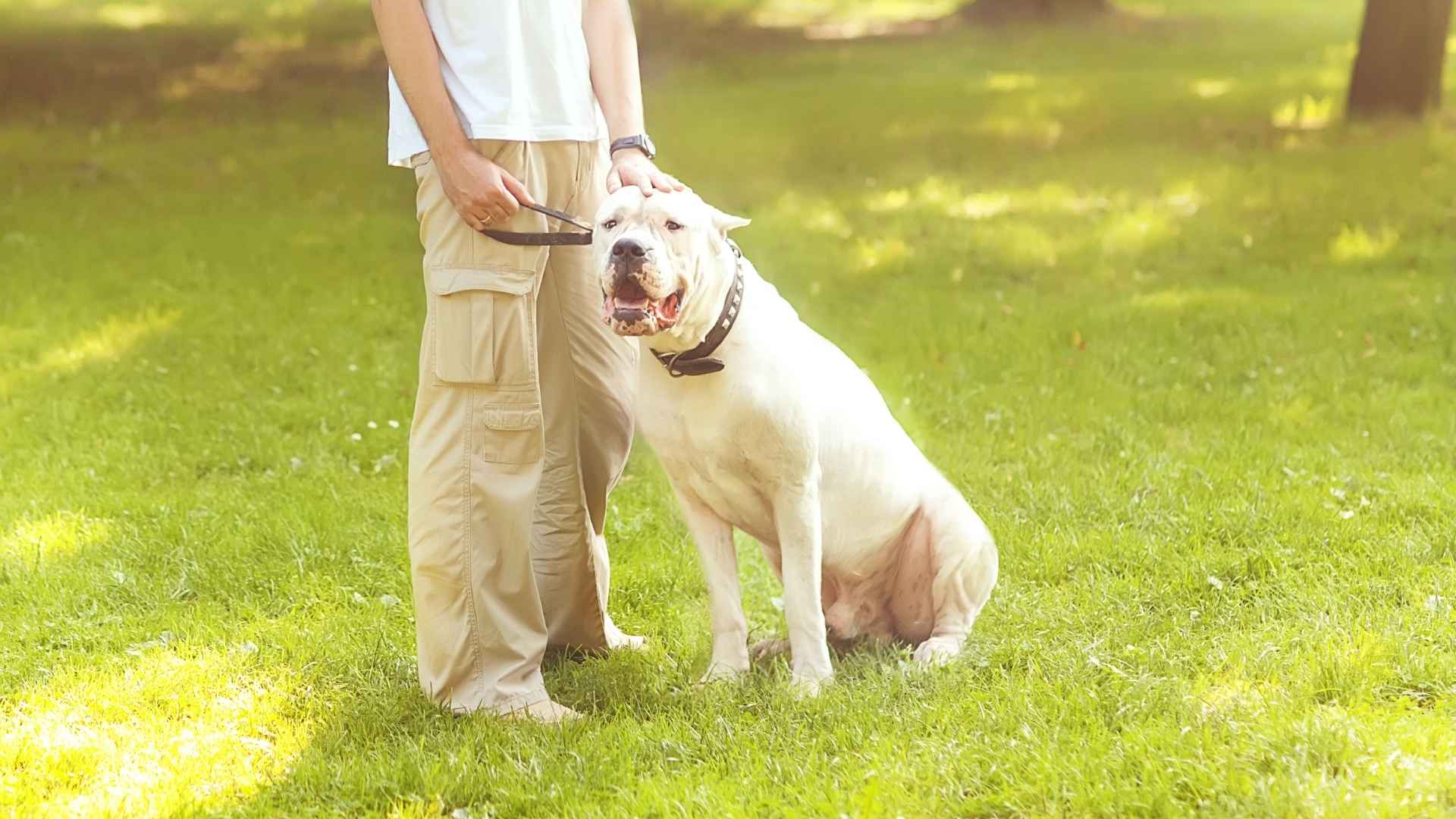 Dogo Argentino