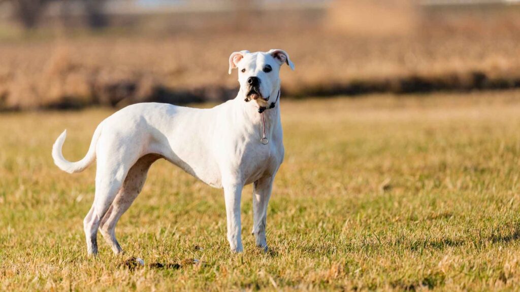 Dogo Argentino 19