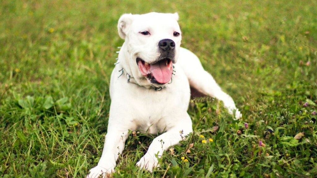 Dogo Argentino 2