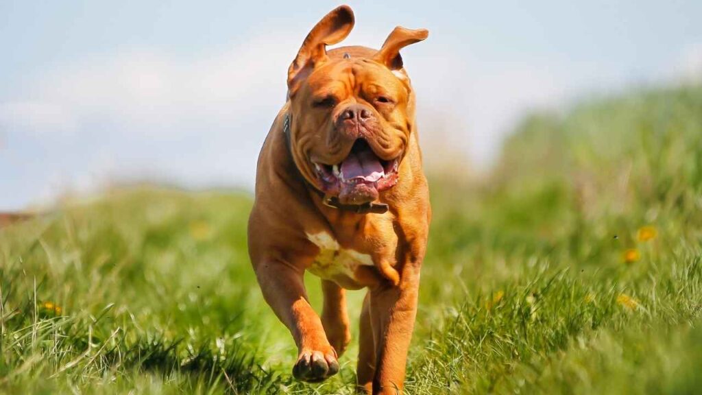 Dogue de Bordeaux