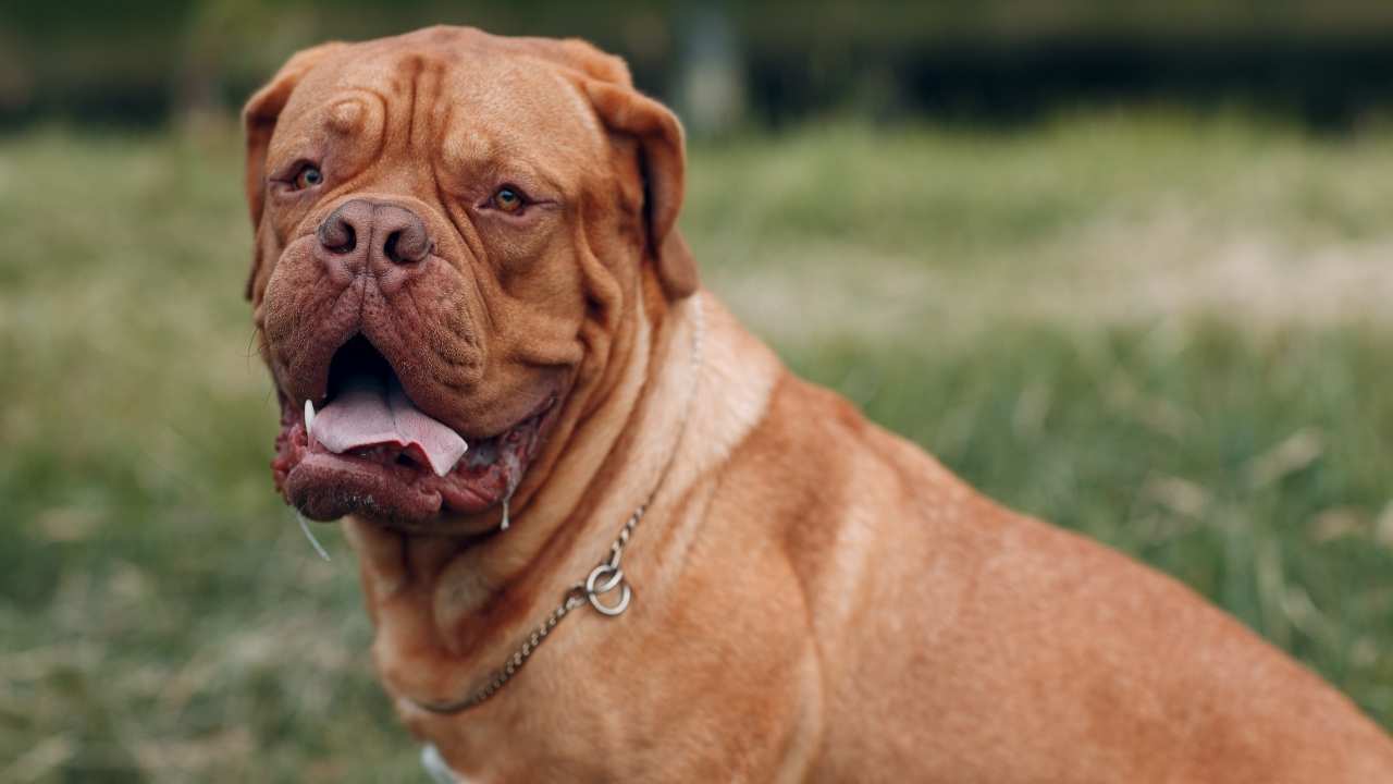 Dogue de Bordeaux