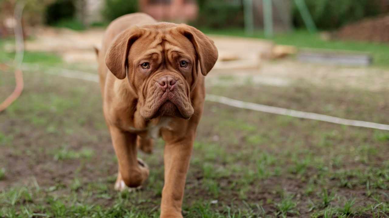 Dogue de Bordeaux