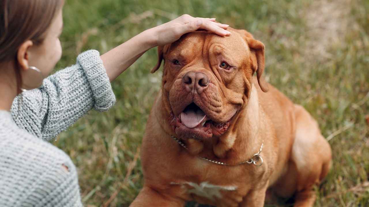 Dogue de Bordeaux 21