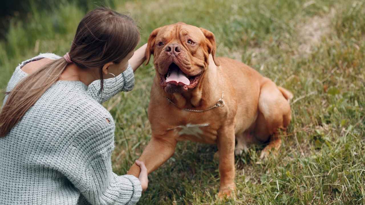 Dogue de Bordeaux