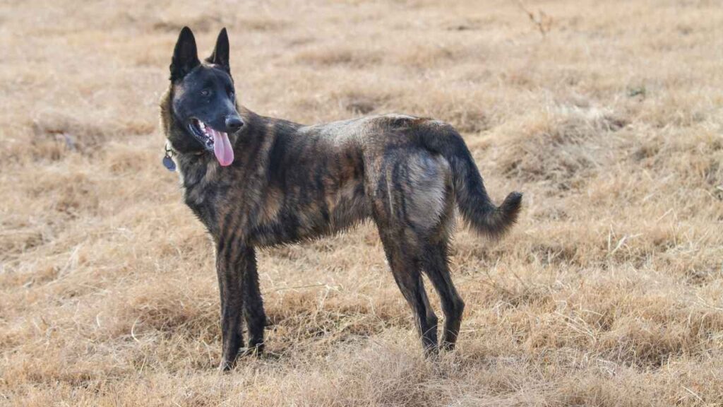 Dutch Shepherd