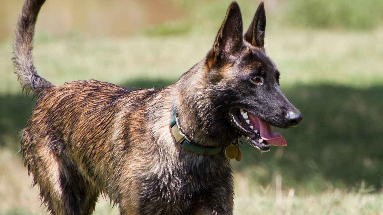 Dutch Shepherd