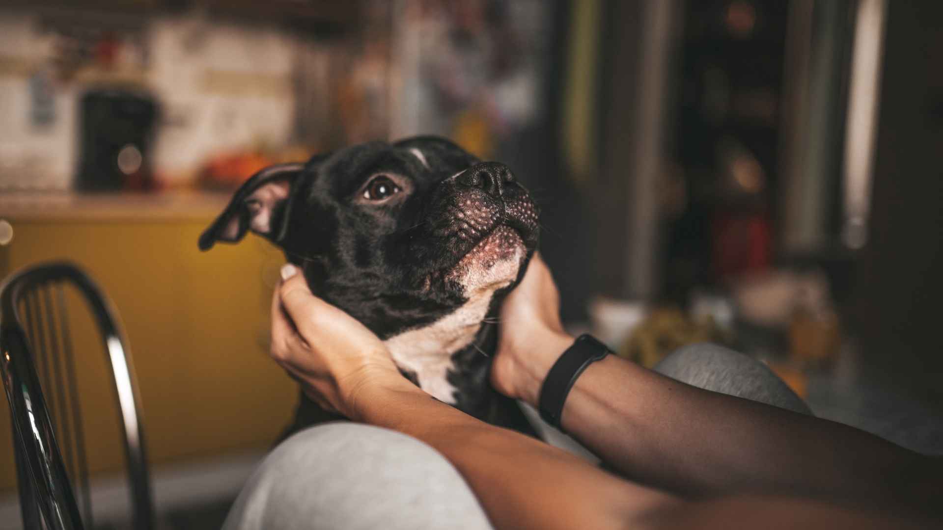 Emotional Dog Breeds That Feel Deeply 1