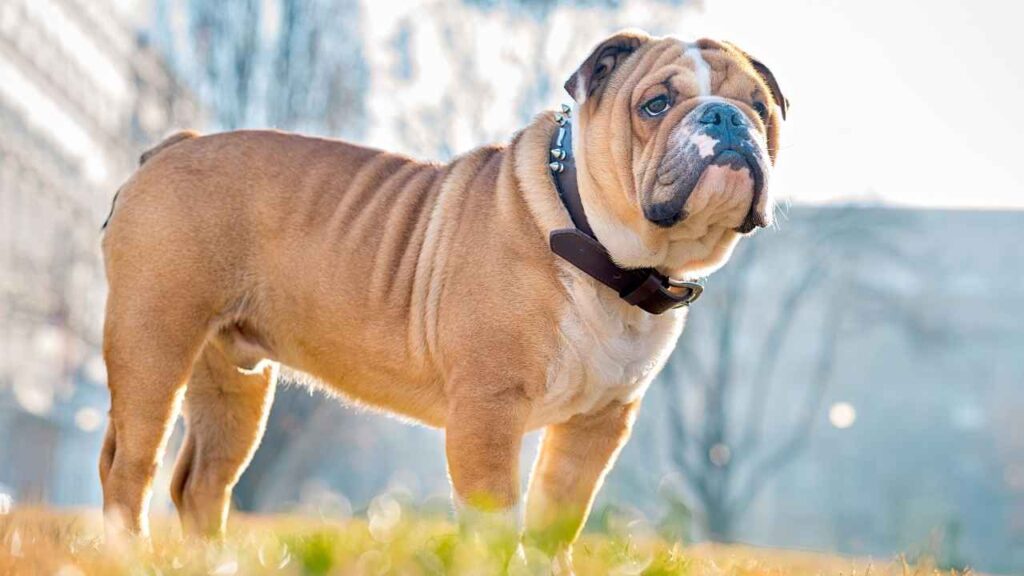 Bulldog