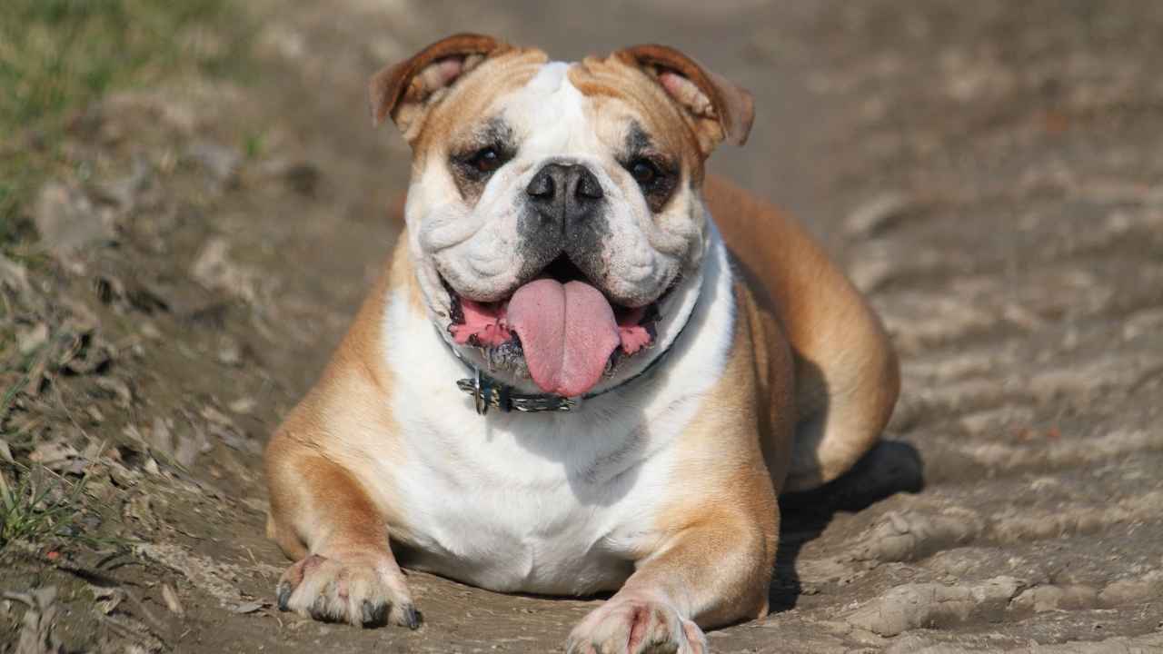 English Bulldog