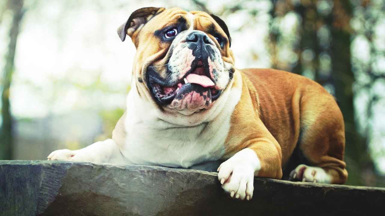 English Bulldog