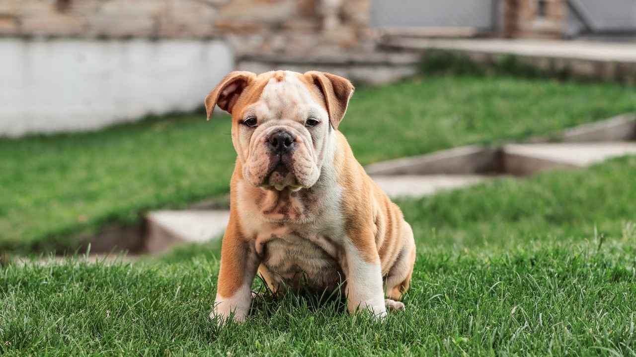 English Bulldog