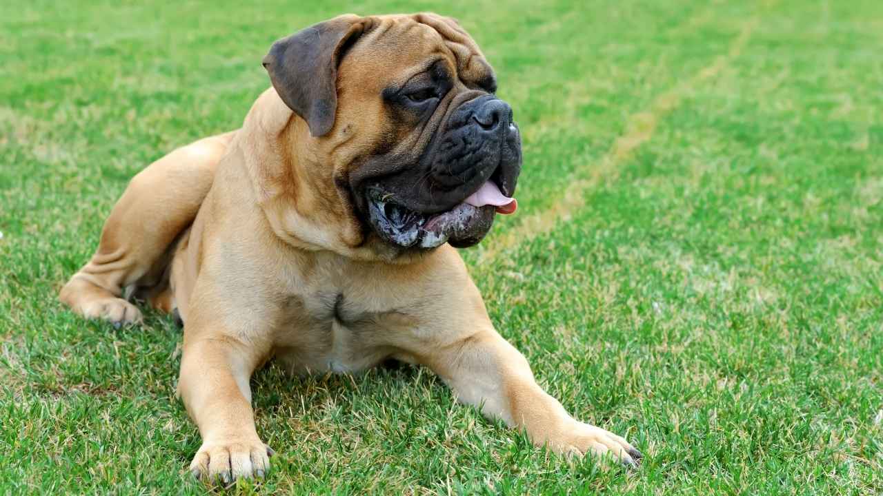 English Mastiff