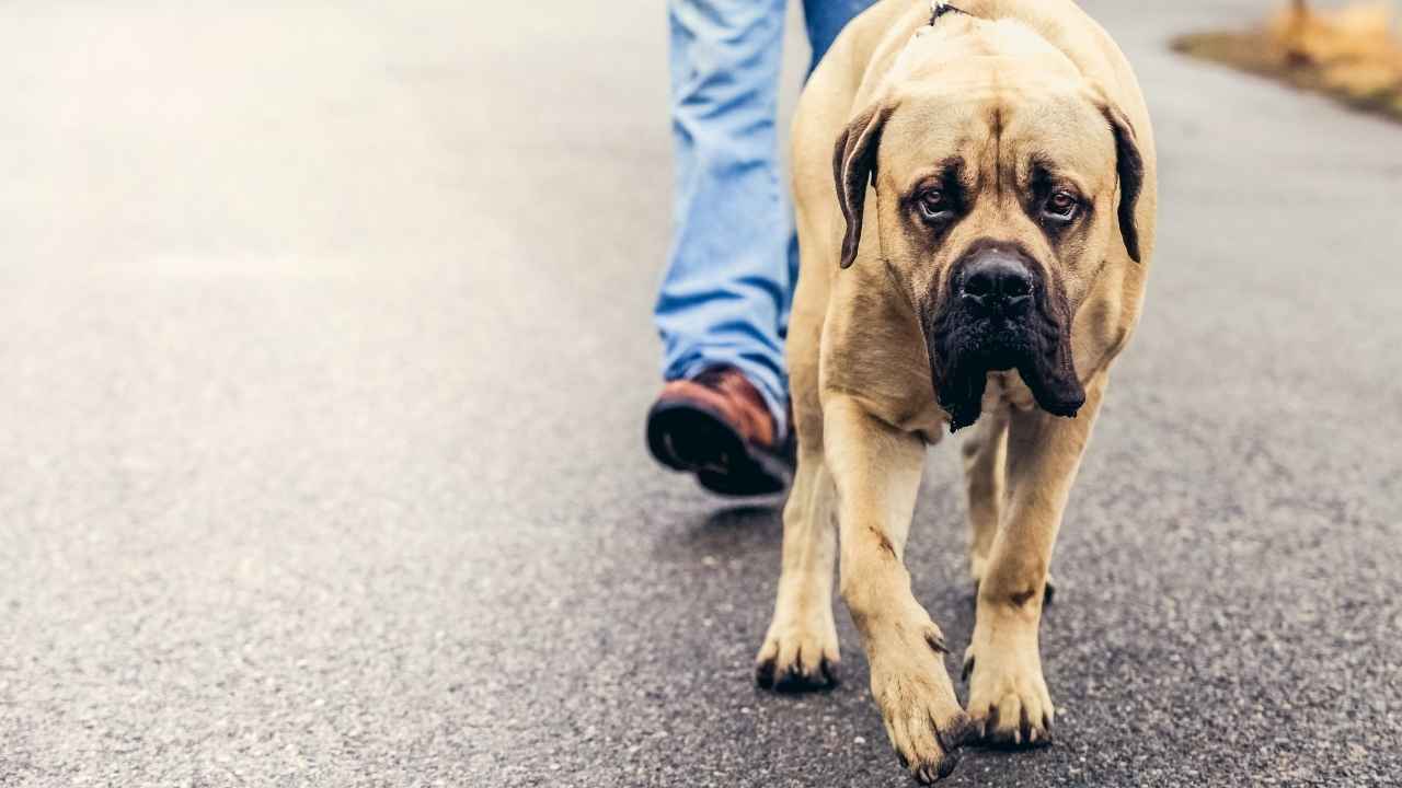 English Mastiff