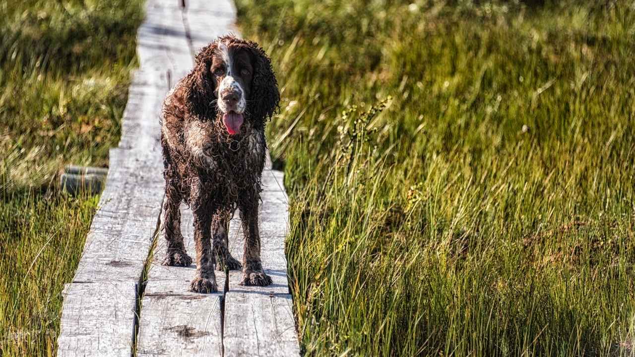 English Springer Spaniel