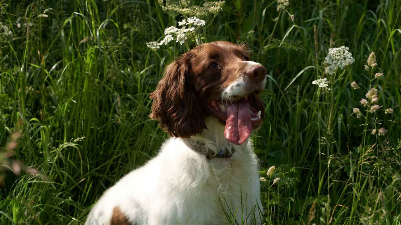 English Springer Spaniel