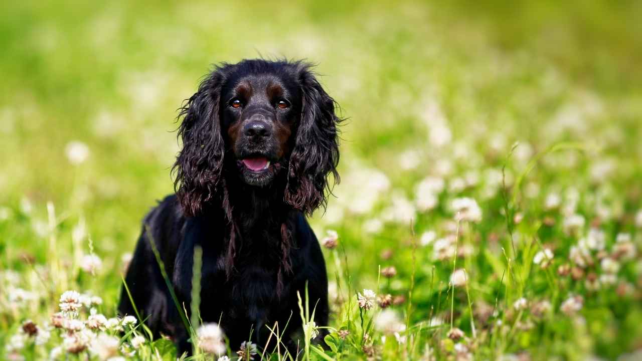 English Springer Spaniel