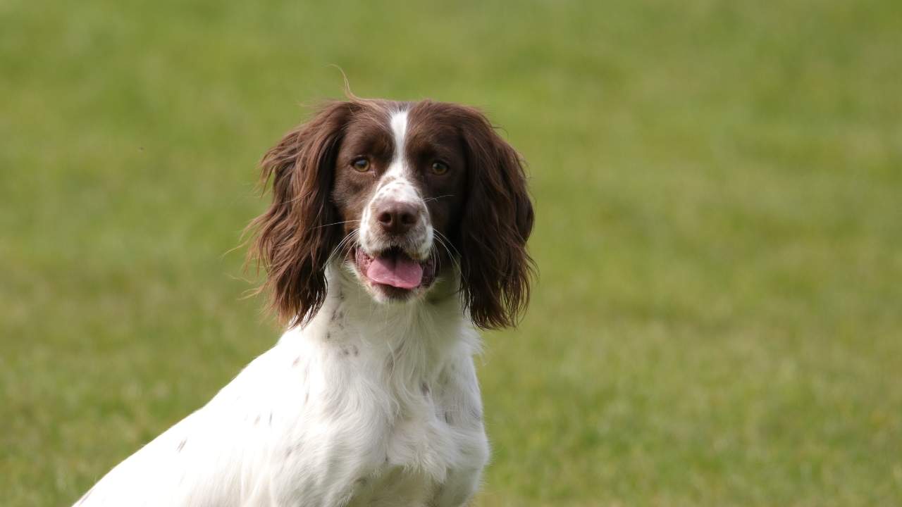 English Springer Spaniel