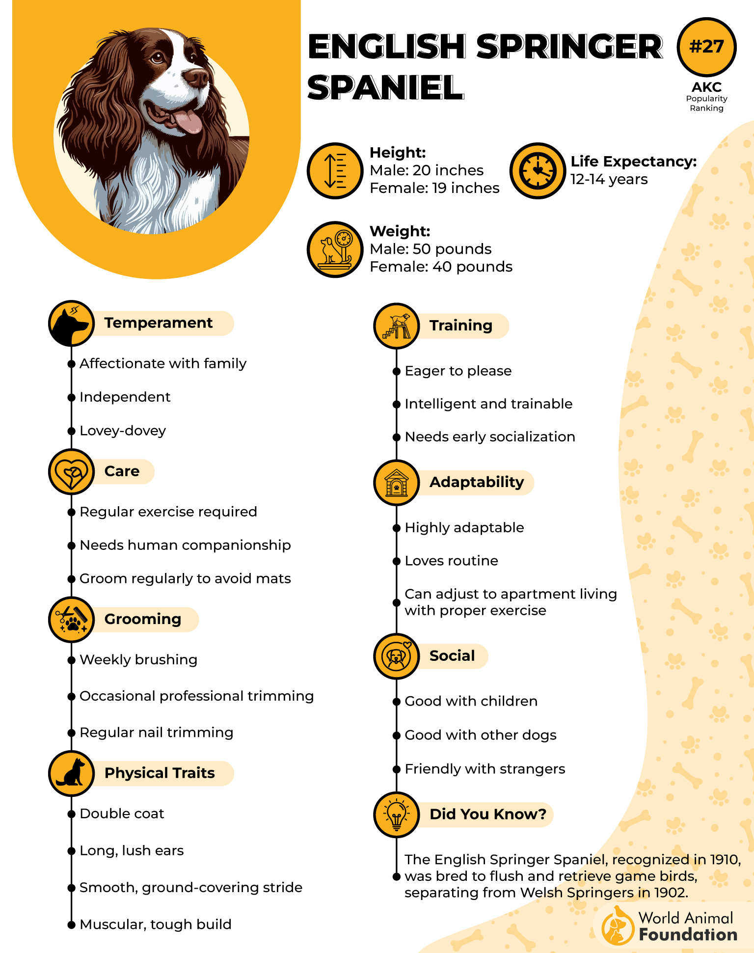 English Springer Spaniel Profile