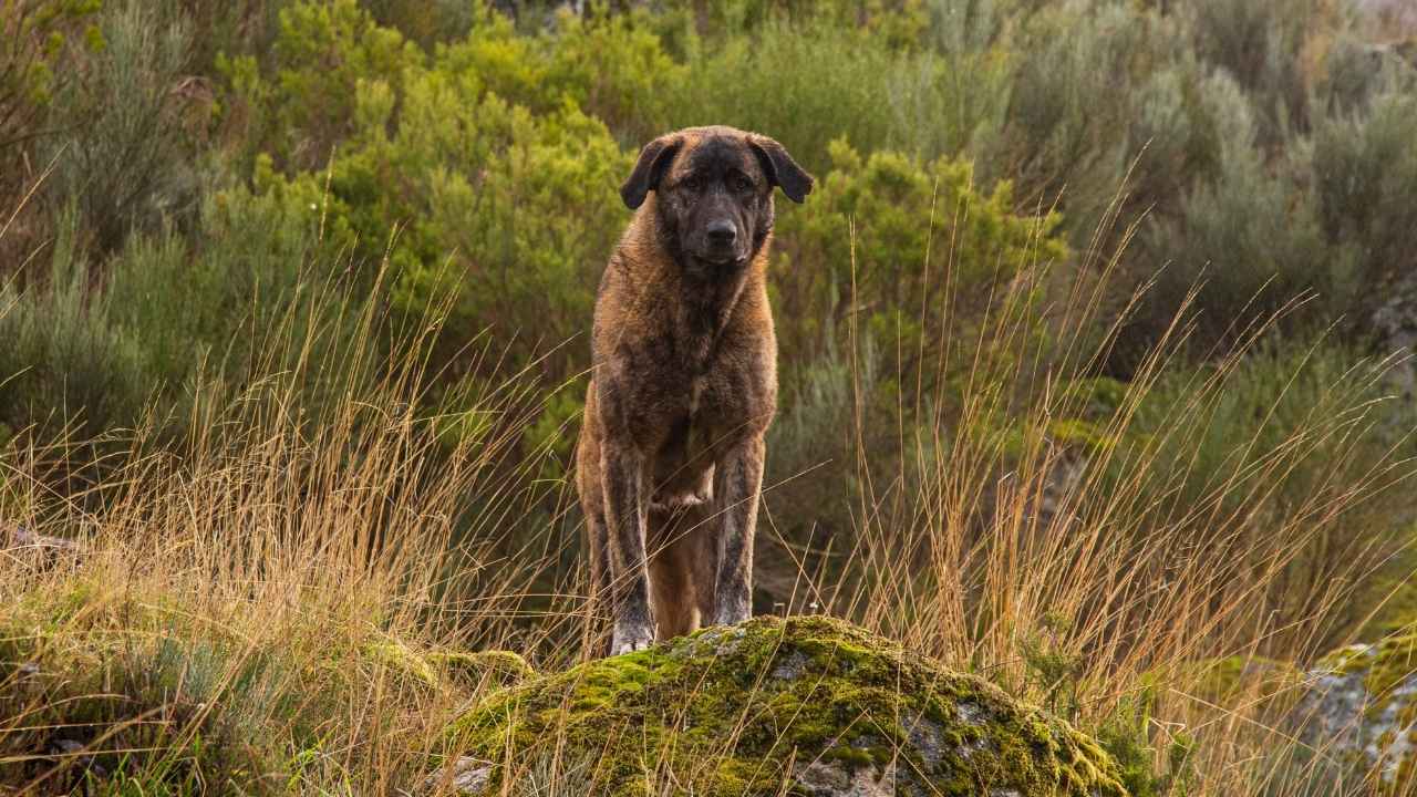 Estrela Mountain Dog