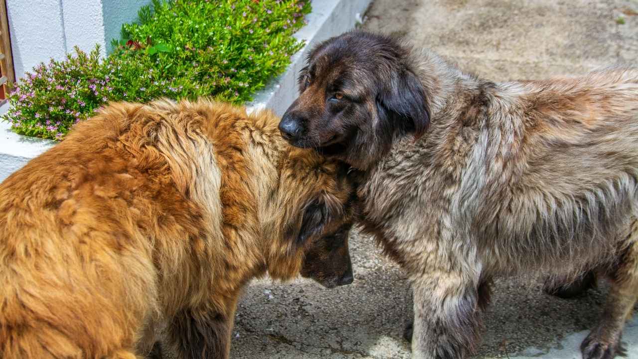 Estrela Mountain Dog