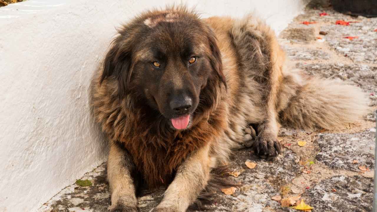 Estrela Mountain Dog