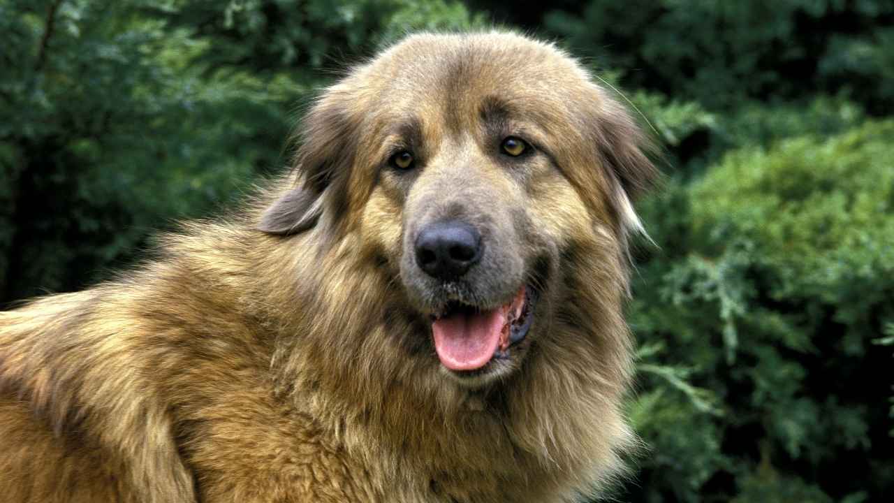 Estrela Mountain Dog