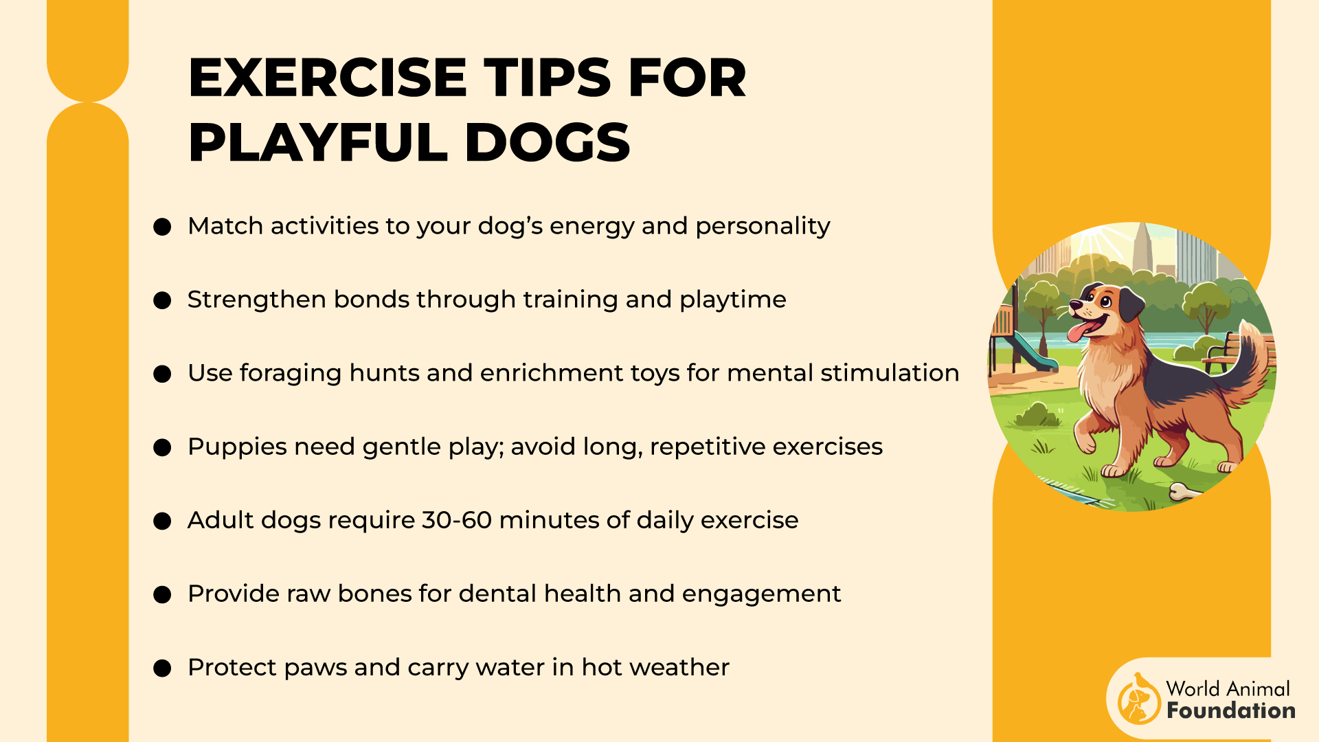 Exercise Tips for Playful Dogs-01