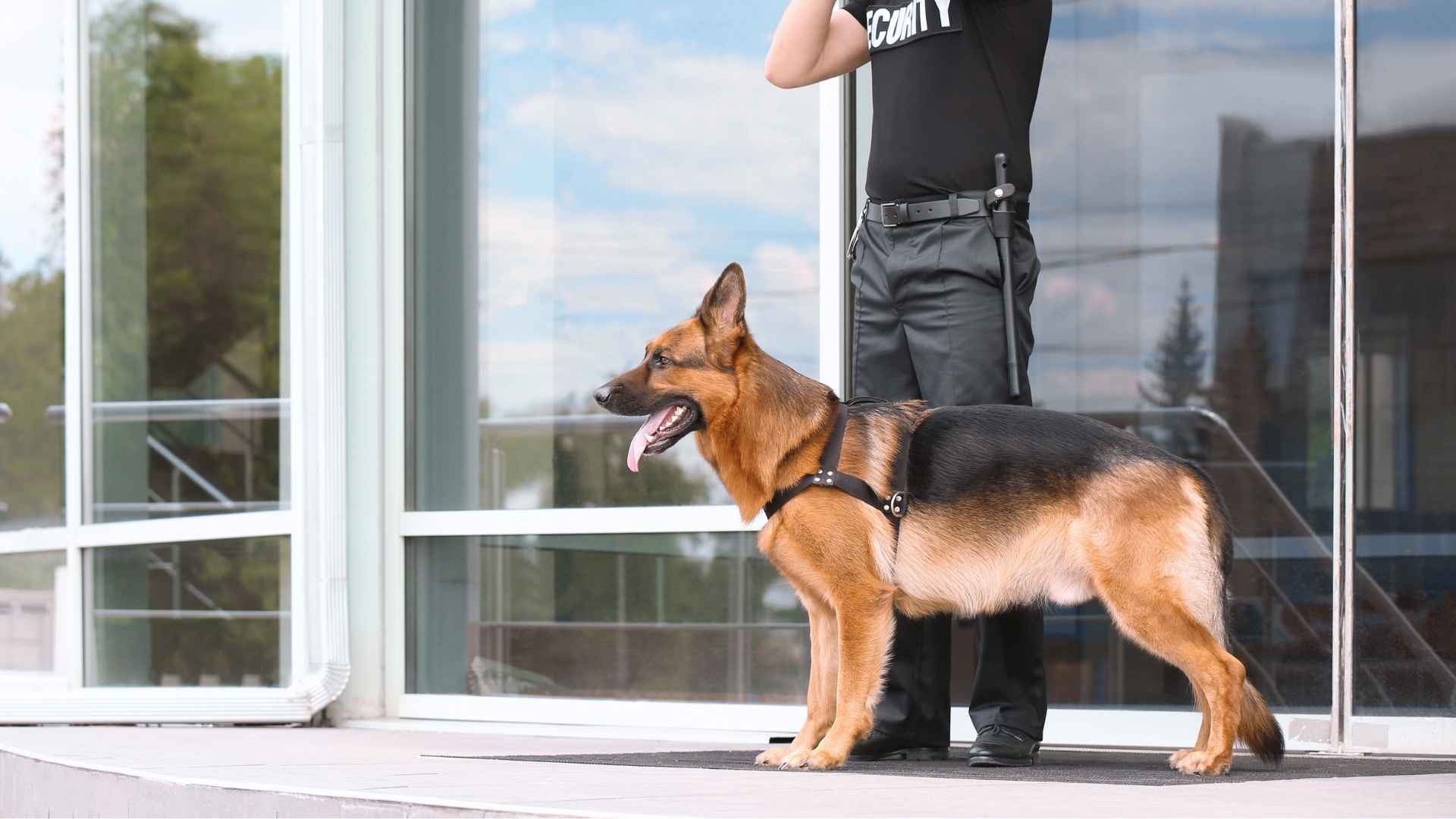 Fearless Best Guard Dogs for Home Defense