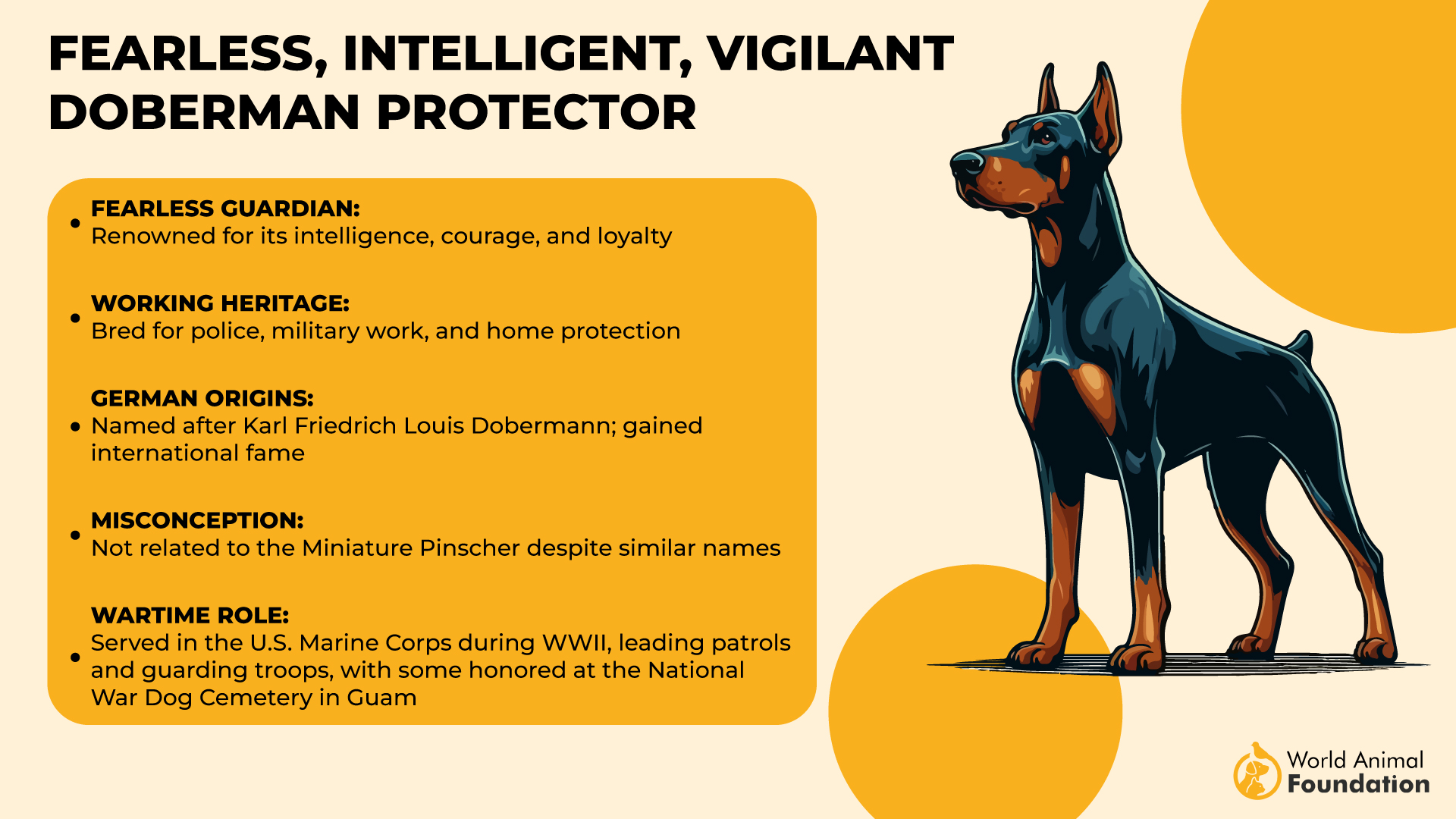 Fearless, Intelligent, Vigilant Doberman Protector-01