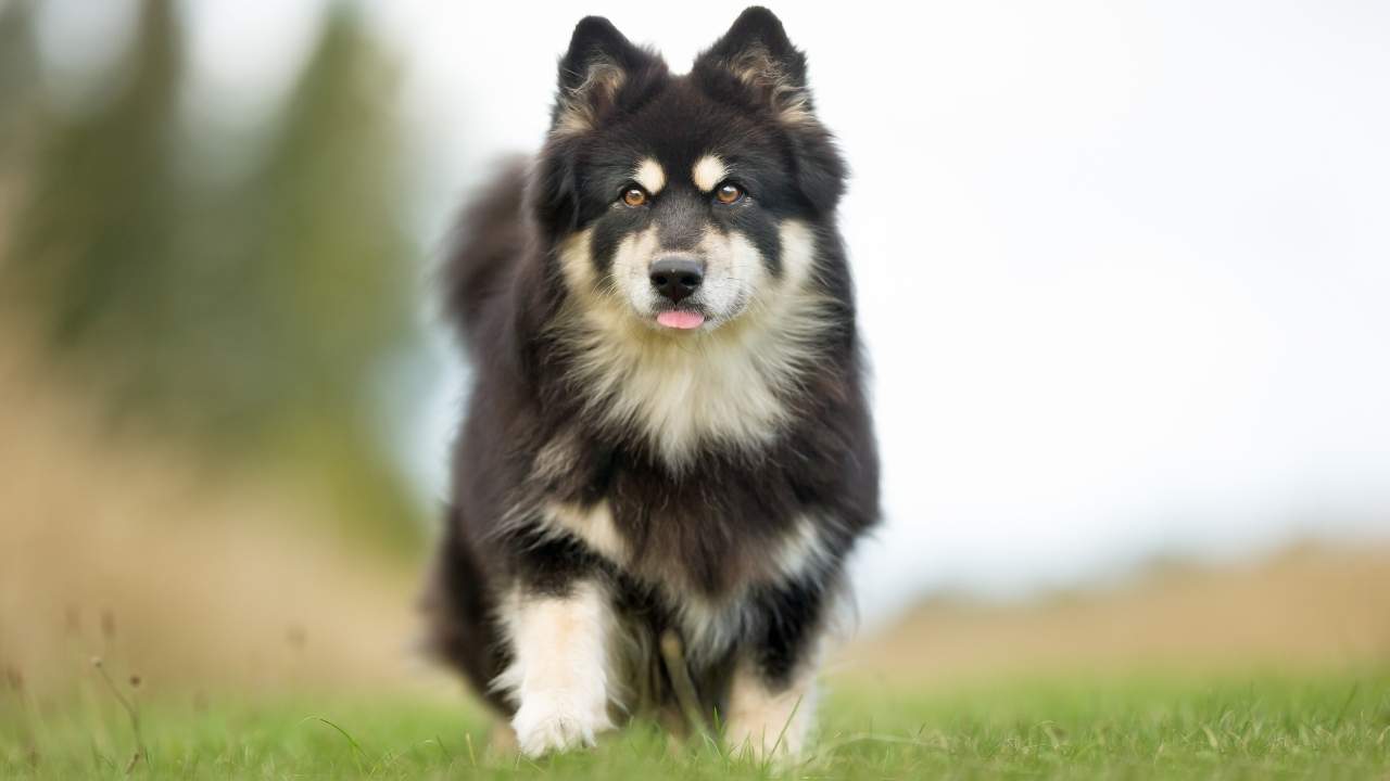 Finnish Lapphund