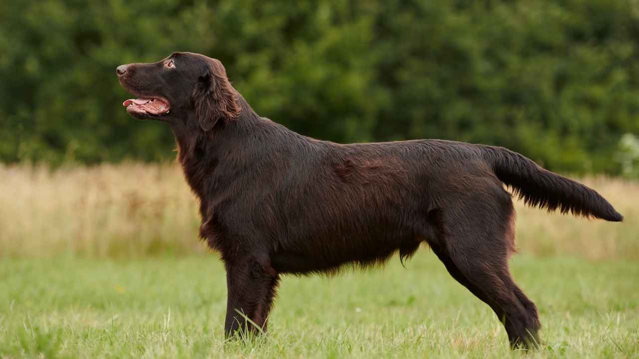 Flat-Coated Retriever