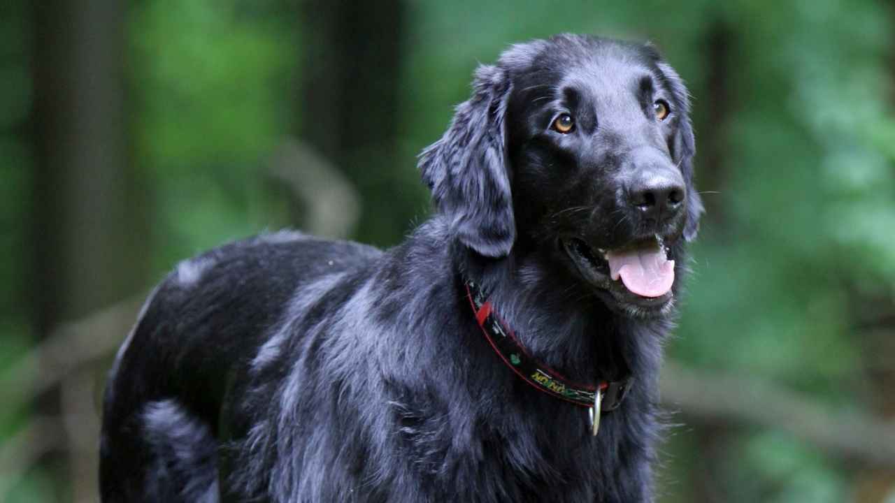 Flat-Coated Retriever