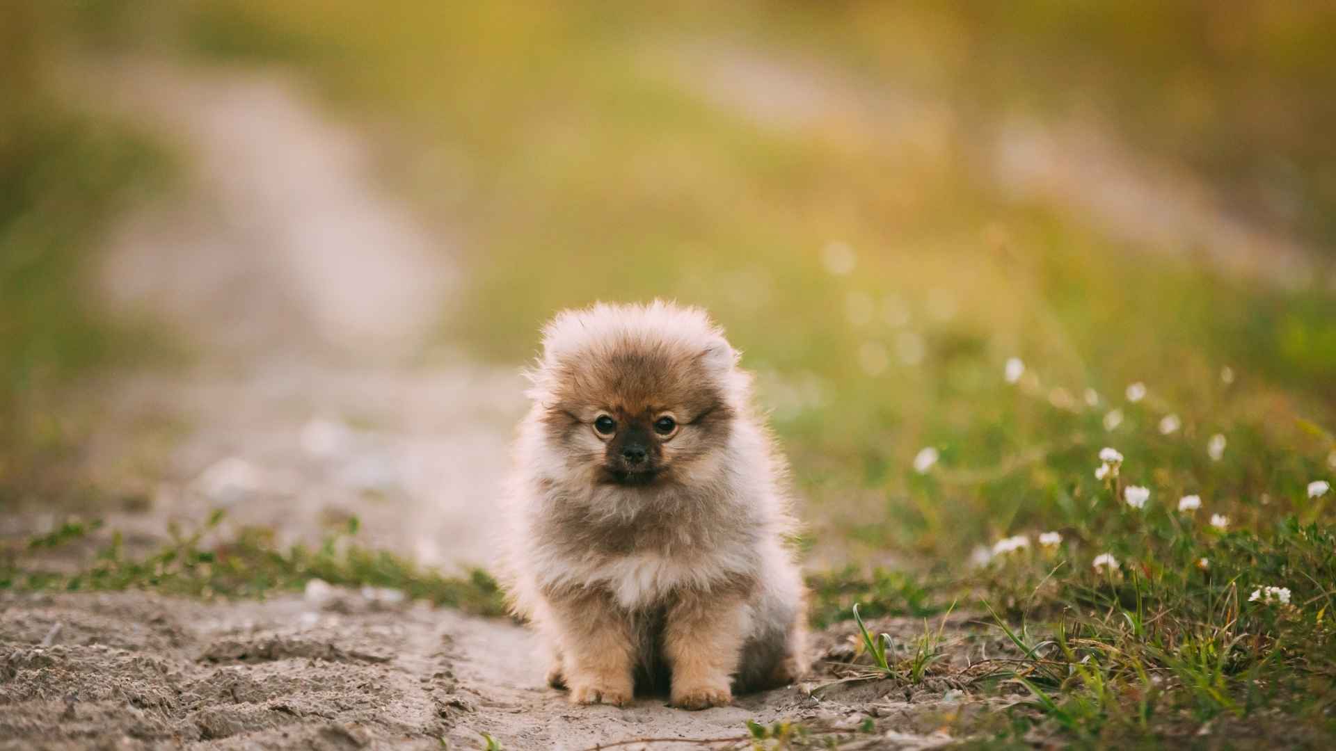 Fluffiest Most Adorable Dogs