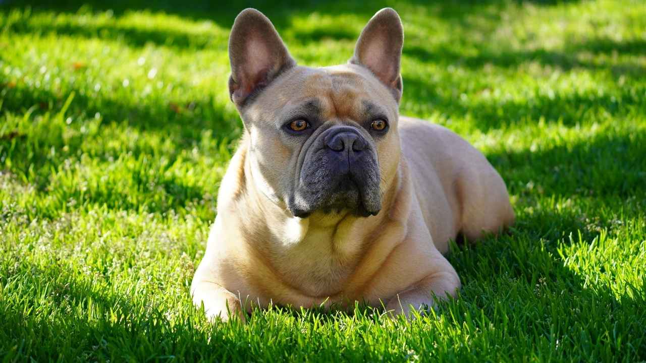 French Bulldog