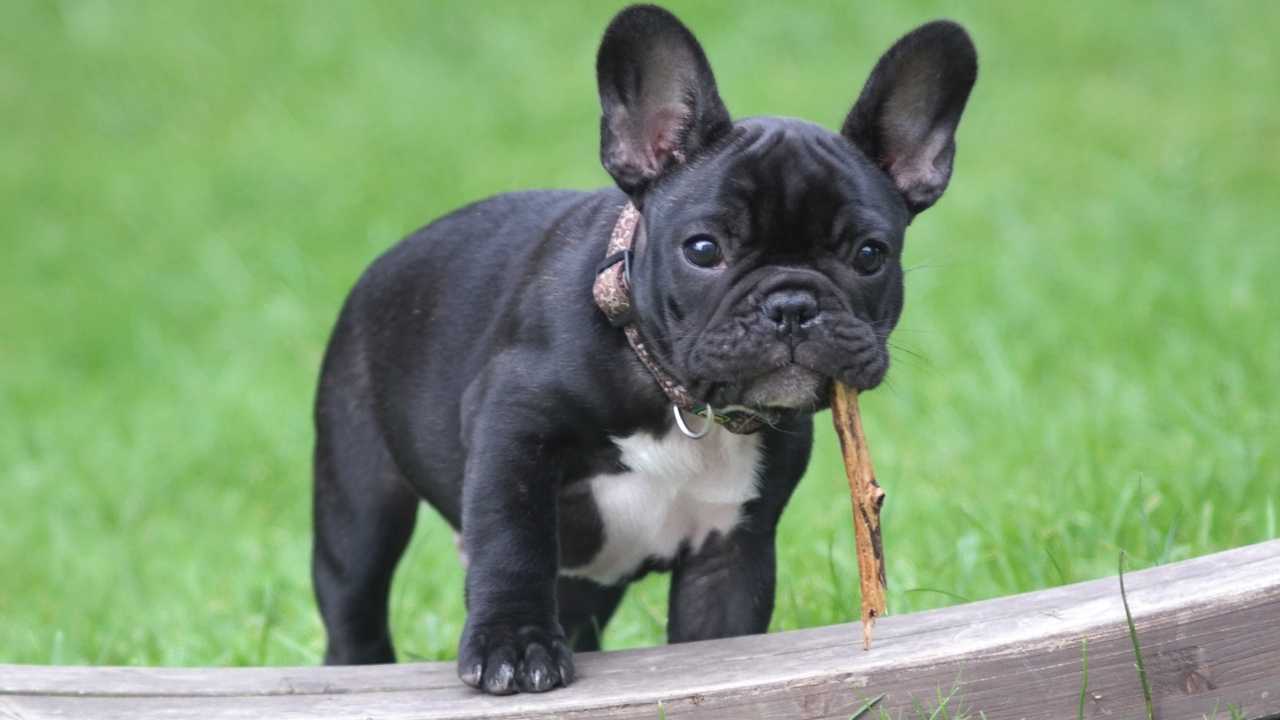 French Bulldog