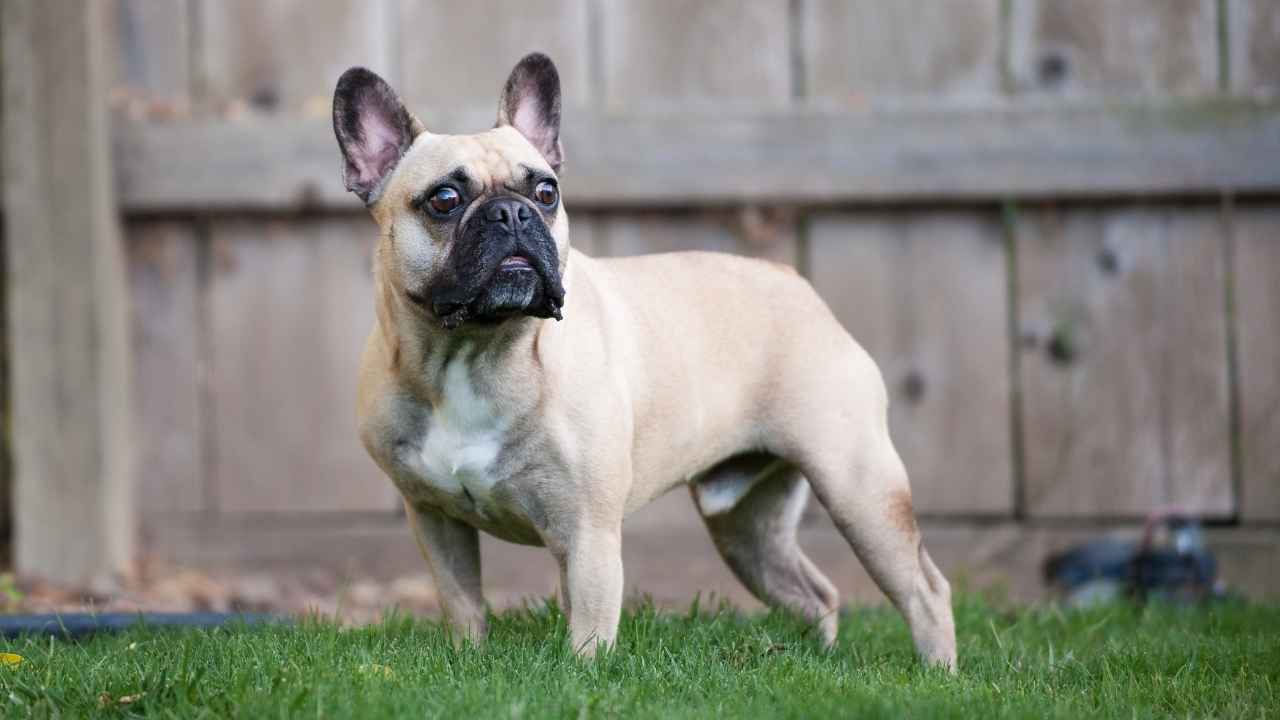 French Bulldog