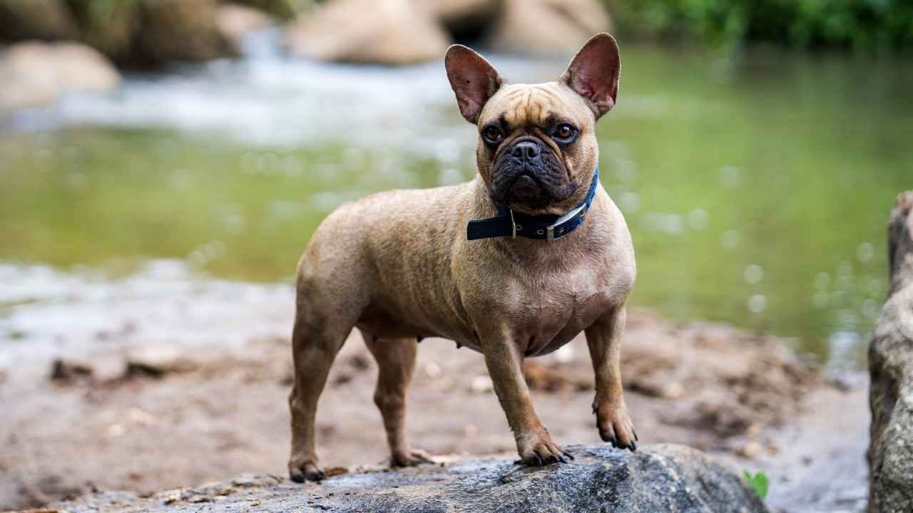 French Bulldog