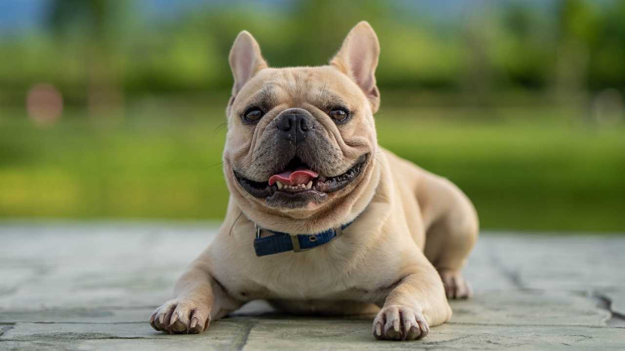 French Bulldog