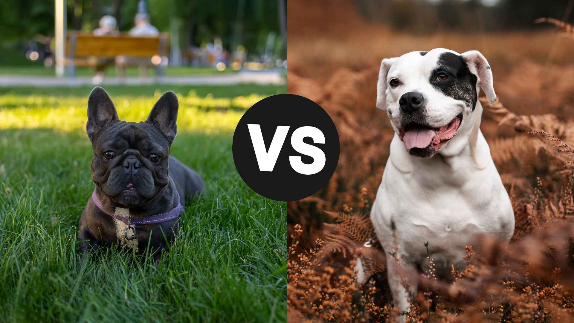 French Bulldog vs. American Bulldog