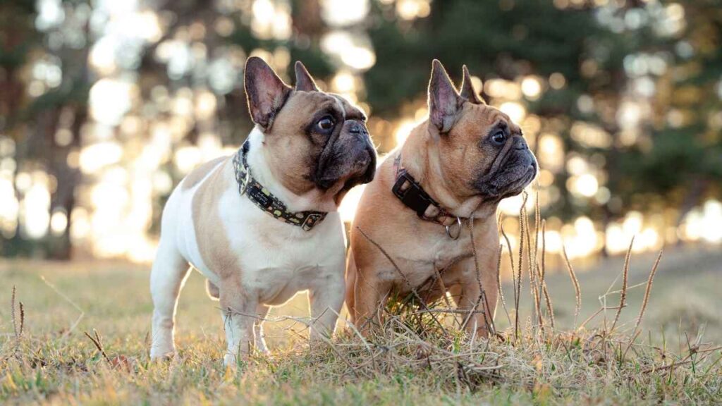 French Bulldogs