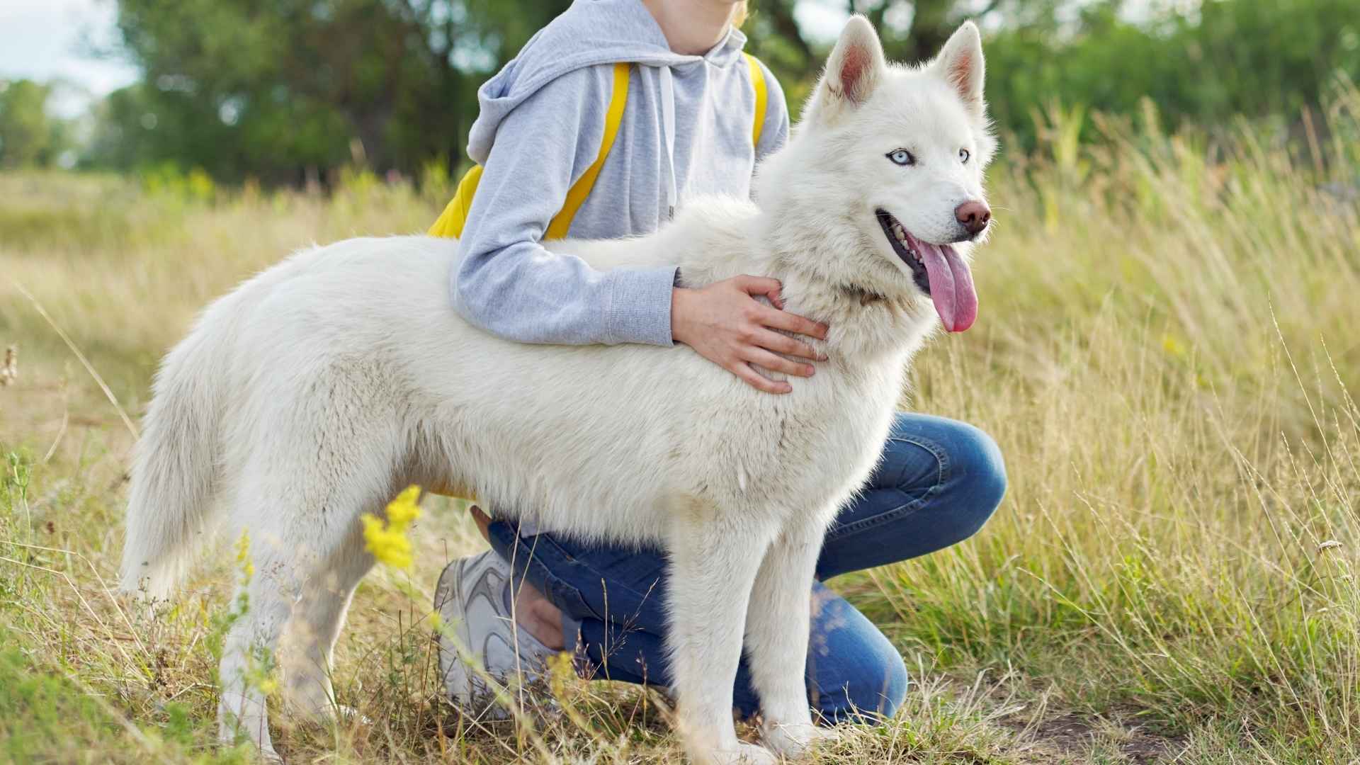 Gentle Dog Breeds Known for Their Kind Nature