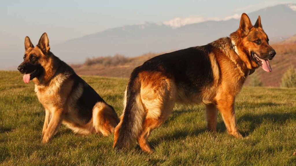 German Shepherd