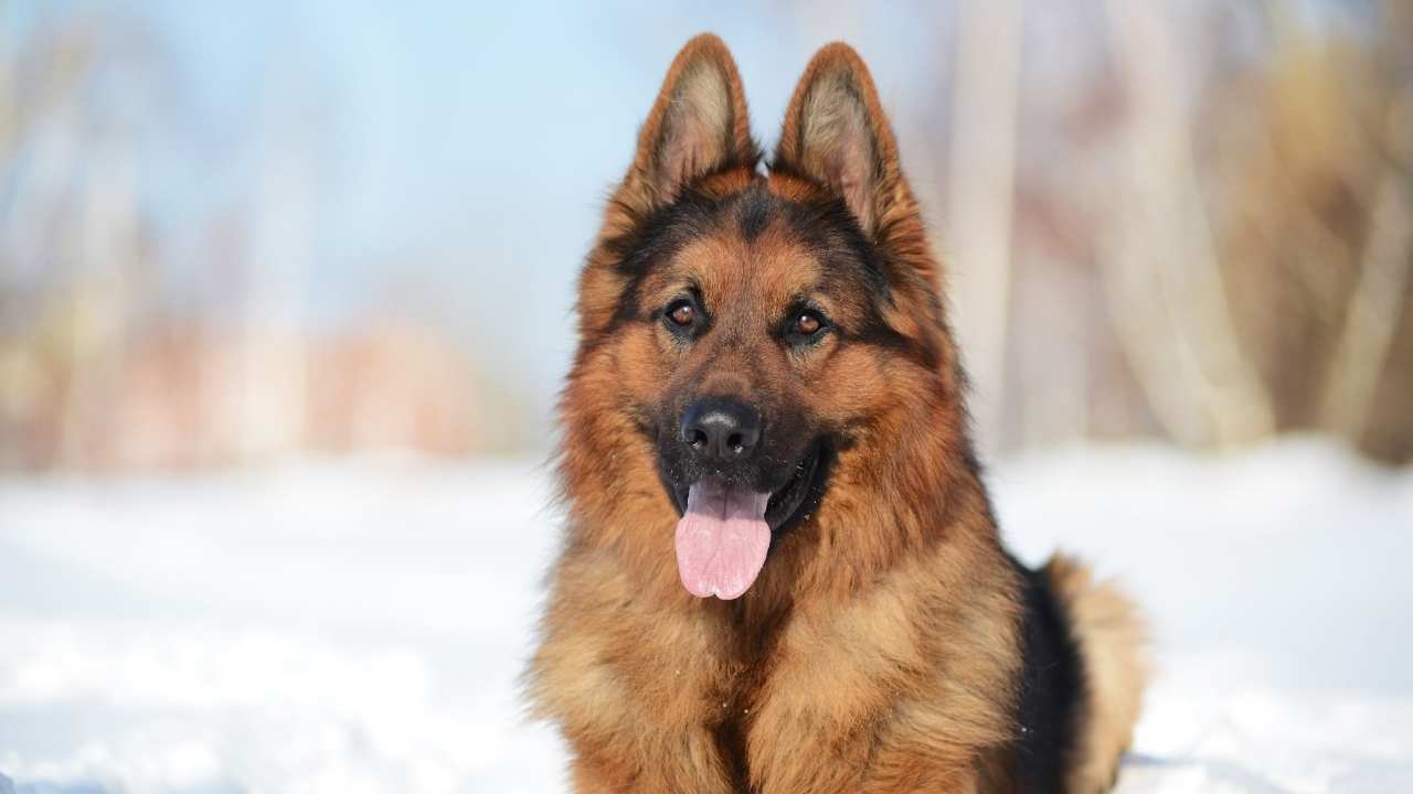 German Shepherd