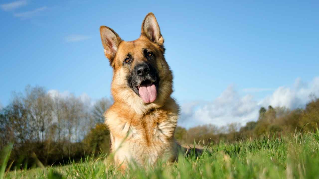 German Shepherd