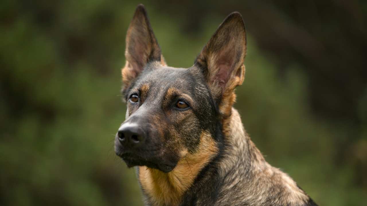 German Shepherd