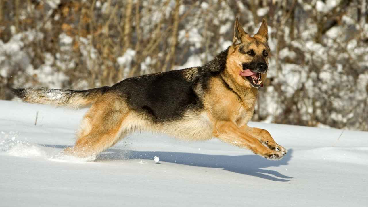 German Shepherd