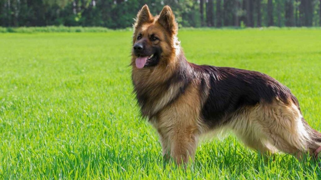 German Shepherd