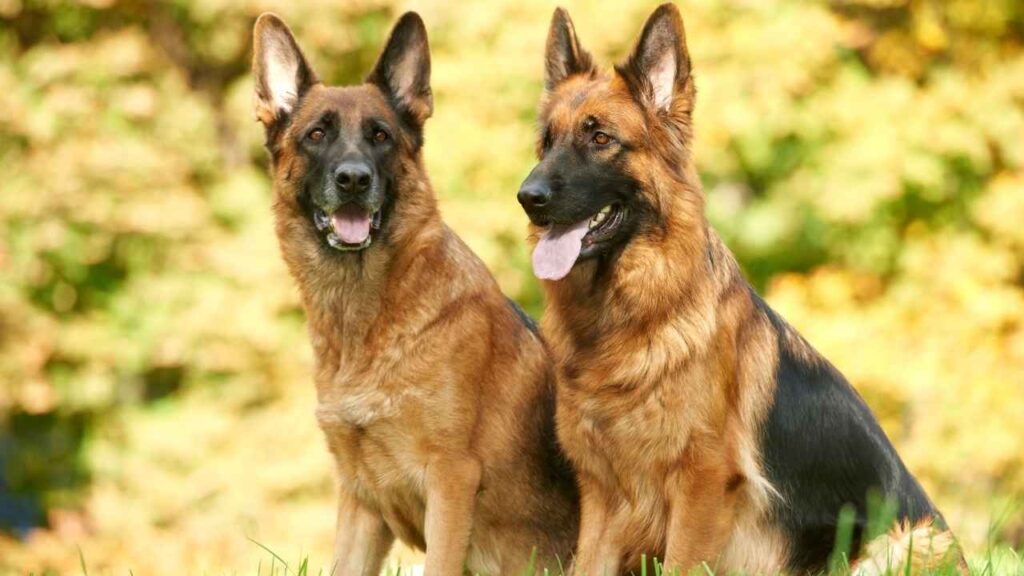 German Shepherd 7 3