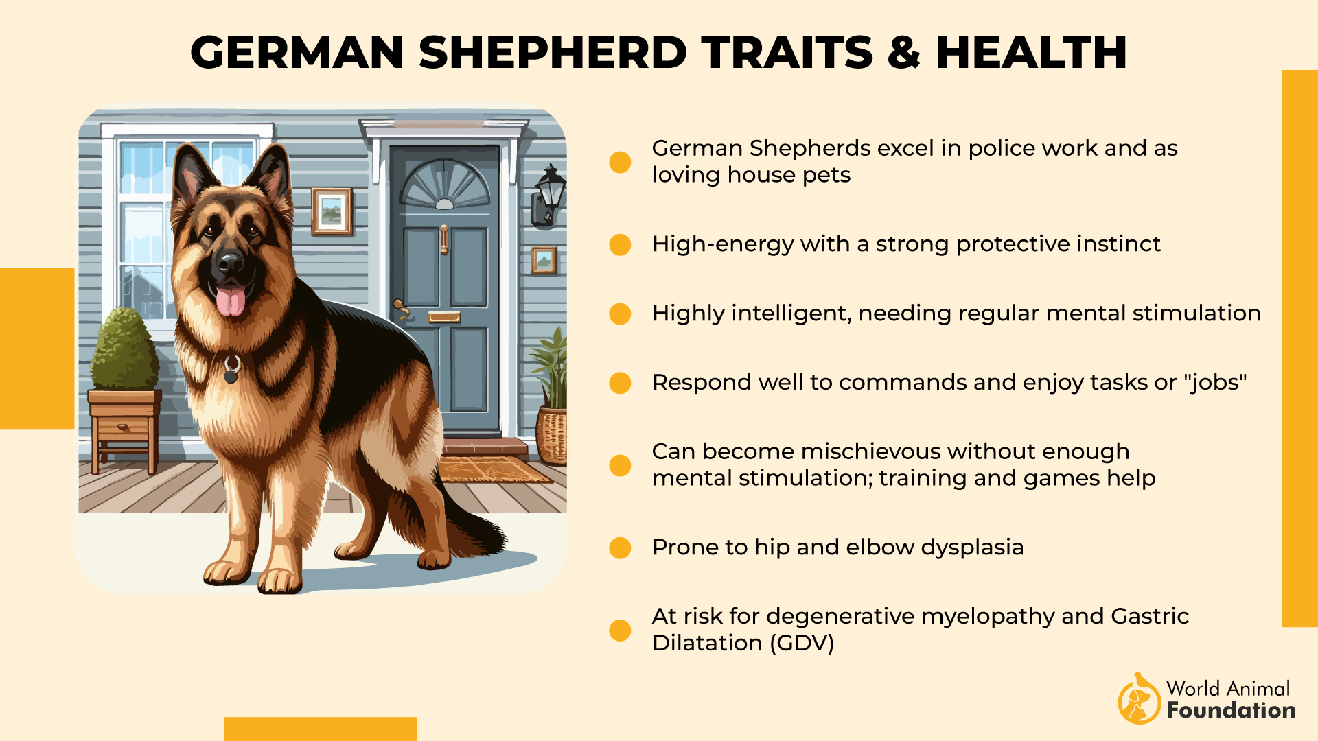 German Shepherd Traits & Health-01